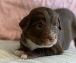 Puppy 3 Miniature Australian Shepherd
