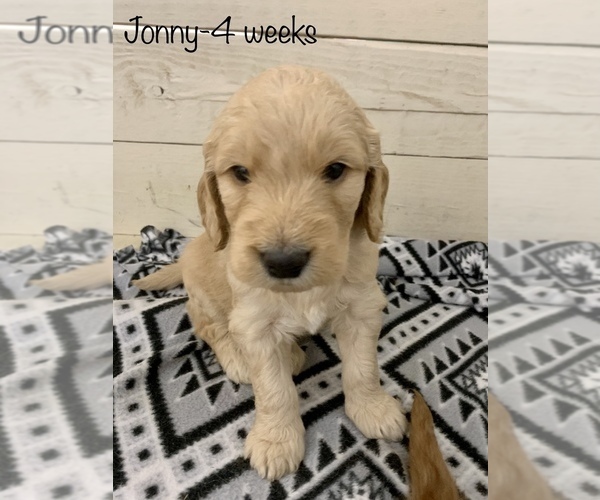 Medium Photo #7 Goldendoodle Puppy For Sale in GEORGETOWN TOWNSHIP, MI, USA