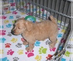 Small Photo #9 Schnoodle (Miniature) Puppy For Sale in ORO VALLEY, AZ, USA