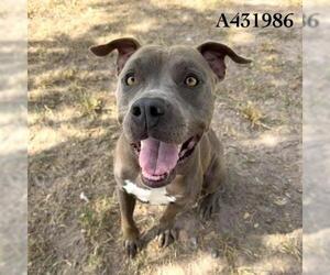 American Pit Bull Terrier Dogs for adoption in Conroe, TX, USA