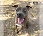 ZAG - Male American Pit Bull Terrier Dog for Adoption - Small photo