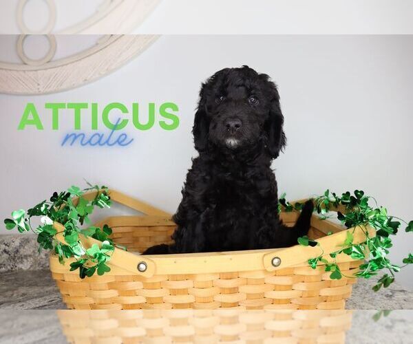 Medium Photo #2 Goldendoodle Puppy For Sale in NORTH LIBERTY, IN, USA