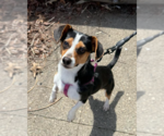 Small #2 Dachshund Mix
