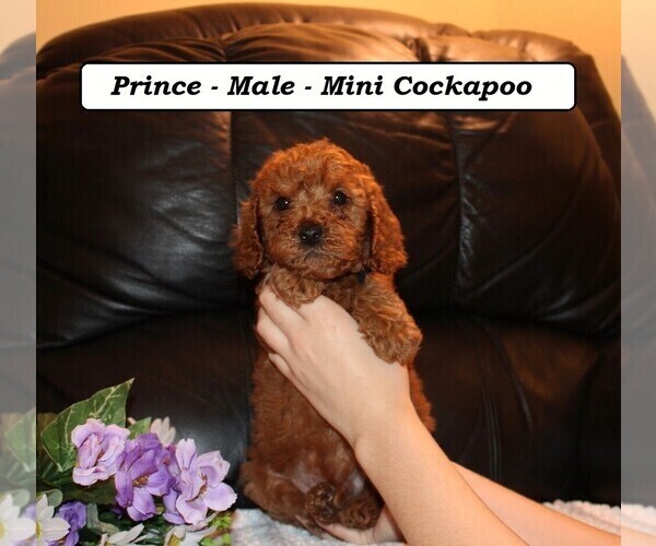 Medium Photo #2 Cockapoo (Miniature) Puppy For Sale in CLARKRANGE, TN, USA
