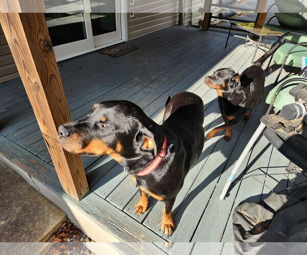 Medium Photo #3 Rottweiler-Unknown Mix Puppy For Sale in White Hall, AR, USA
