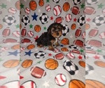 Small Photo #23 Yorkshire Terrier Puppy For Sale in LAPEER, MI, USA