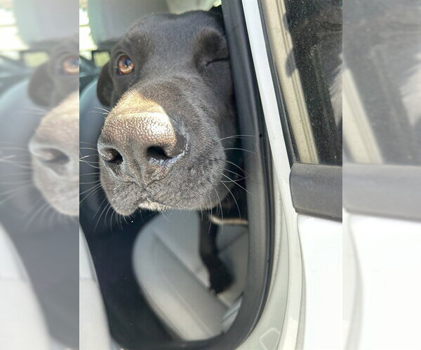 Medium Photo #1 Australian Kelpie-German Shepherd Dog Mix Puppy For Sale in Stockton, CA, USA