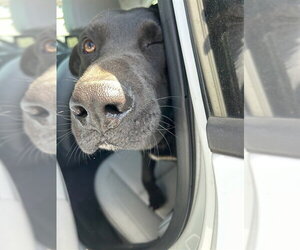 Australian Kelpie-German Shepherd Dog Mix Dogs for adoption in Stockton, CA, USA
