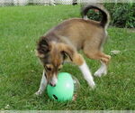 Small #2 Mutt