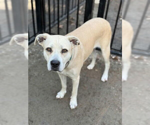 Medium Photo #1 Mutt Puppy For Sale in Riverside, CA, USA