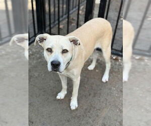 Mutt Dogs for adoption in Riverside, CA, USA