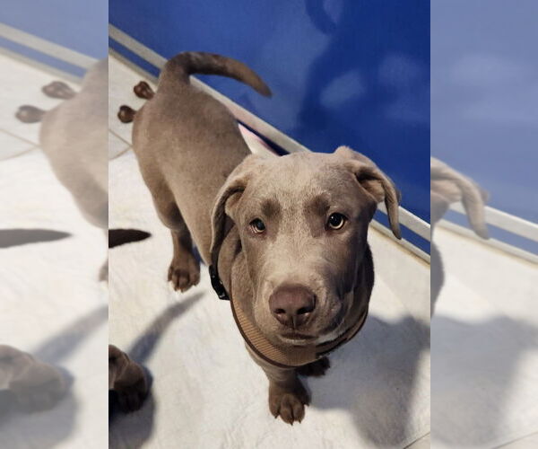 Medium Photo #1 Labmaraner Puppy For Sale in Walnutport, PA, USA