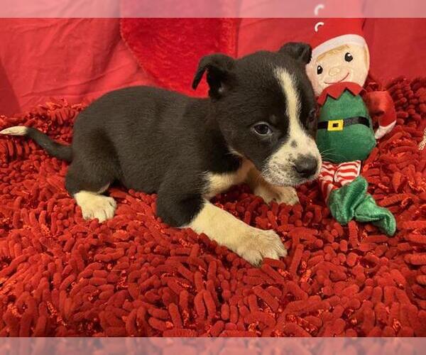 Medium Photo #1 Border Collie-Unknown Mix Puppy For Sale in Modesto, CA, USA