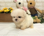 Small Photo #5 Maltese Puppy For Sale in SAN FRANCISCO, CA, USA