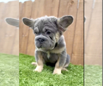 Small #13 French Bulldog