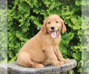 Golden Irish Puppy for sale in BLAIN, PA, USA