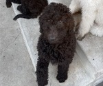Small Photo #2 Poodle (Standard) Puppy For Sale in FONTANA, CA, USA