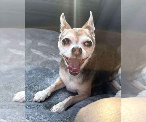 Medium Photo #15 Chihuahua-Unknown Mix Puppy For Sale in Boonton, NJ, USA