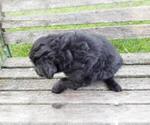 Small Photo #2 Goldendoodle Puppy For Sale in LEON, KS, USA