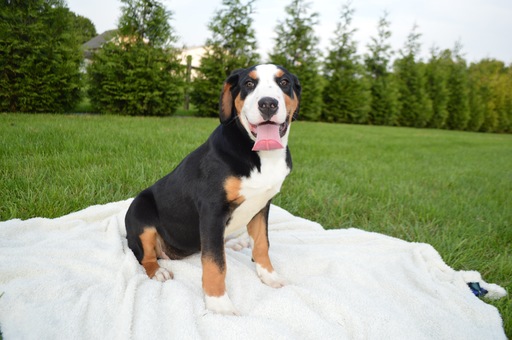 Medium Photo #1 Greater Swiss Mountain Dog Puppy For Sale in HONEY BROOK, PA, USA