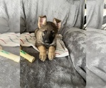 Puppy 4 German Shepherd Dog