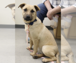 Small #2 Black Mouth Cur Mix