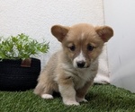 Small #11 Pembroke Welsh Corgi