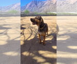 Small Photo #2 Beagle Puppy For Sale in Apple Valley, CA, USA