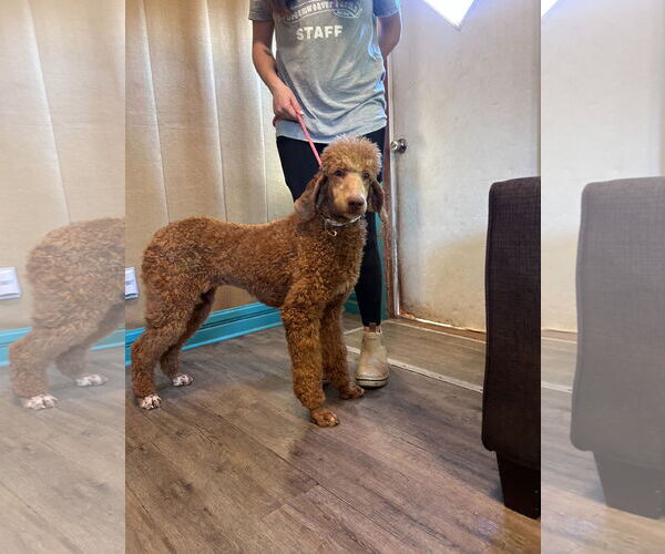 Medium Photo #8 Poodle (Standard) Puppy For Sale in Pacolet, SC, USA