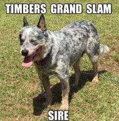 Father of the Australian Cattle Dog puppies born on 08/26/2017