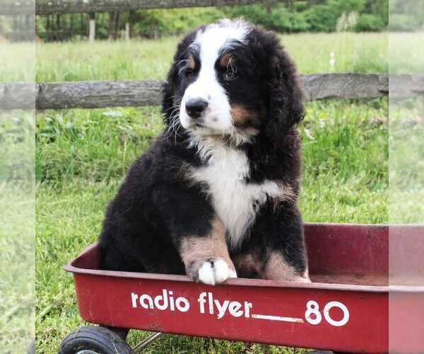 Medium Photo #4 Bernedoodle Puppy For Sale in EAST EARL, PA, USA