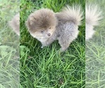 Small #1 Pomeranian