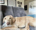 Small #17 Golden Labrador