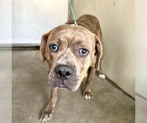 Bullboxer Pit Dogs for adoption in San Bernardino, CA, USA