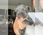 Small #15 French Bulldog