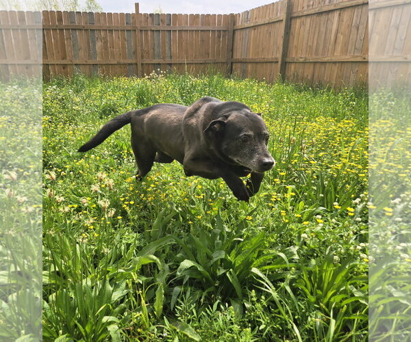 Medium Photo #5 Labrador Retriever-Unknown Mix Puppy For Sale in Jackson, MS, USA