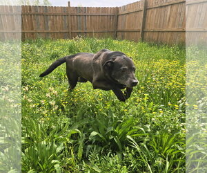 Blade - Male Labrador Retriever-Unknown Mix Dog for Adoption - Photo #5
