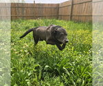 Small #4 Labrador Retriever Mix