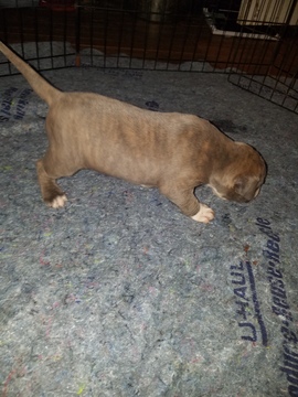 Medium Photo #26 American Pit Bull Terrier Puppy For Sale in GRIFFIN, GA, USA