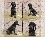 Puppy Boy 043126M02R German Shorthaired Pointer