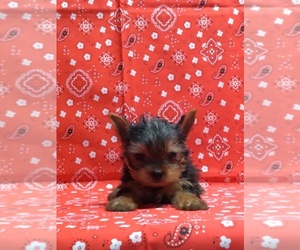 Yorkshire Terrier Puppy for sale in ADDISON, TX, USA