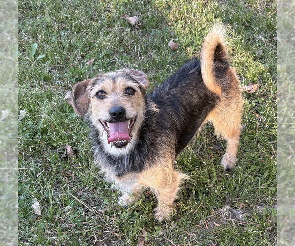 Medium Photo #4 Mutt Puppy For Sale in Boston, MA, USA