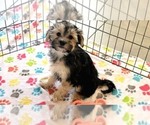 Small #5 Morkie