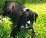 Small Photo #12 Boxer Puppy For Sale in LACEY, WA, USA