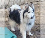 Small #1 Huskimo