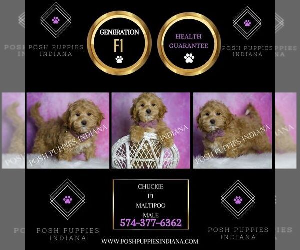 Medium Photo #2 Maltipoo Puppy For Sale in WARSAW, IN, USA