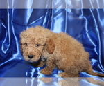 Small Photo #7 Goldendoodle (Miniature) Puppy For Sale in BLOOMINGTON, IN, USA