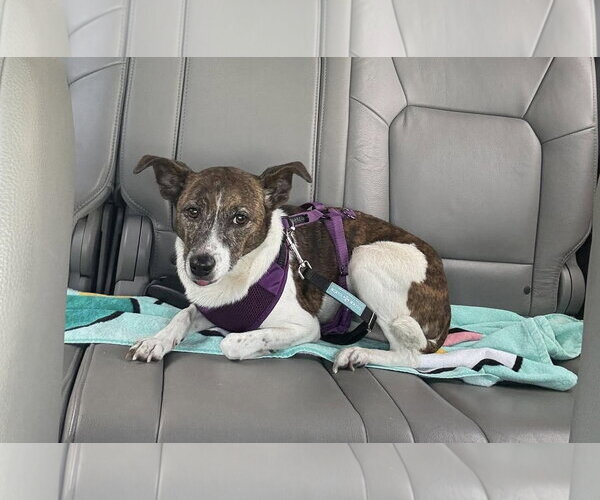 Medium Photo #9 Jack Russell Terrier-Unknown Mix Puppy For Sale in Mount Laurel, NJ, USA