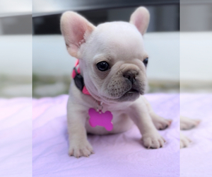 French Bulldog Puppy for sale in PINELLAS PARK, FL, USA