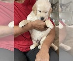 Puppy 1 Golden Retriever